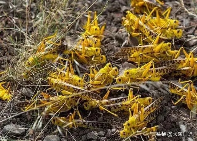 巴基斯坦蝗灾怎么样了？最近怎么感觉没人提及？