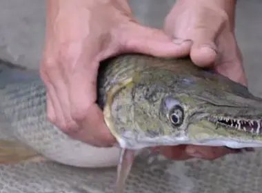 中国古动物馆鳄雀鳝咬伤游客，是否应该停止售卖此类危险动物？