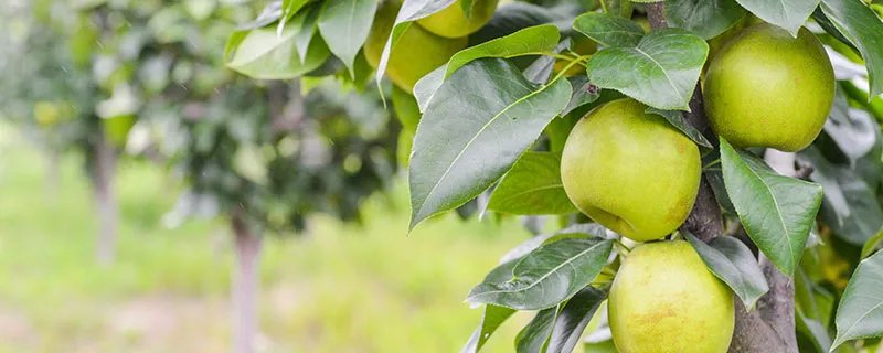 鹅梨帐中香是什么 什么是鹅梨帐中香