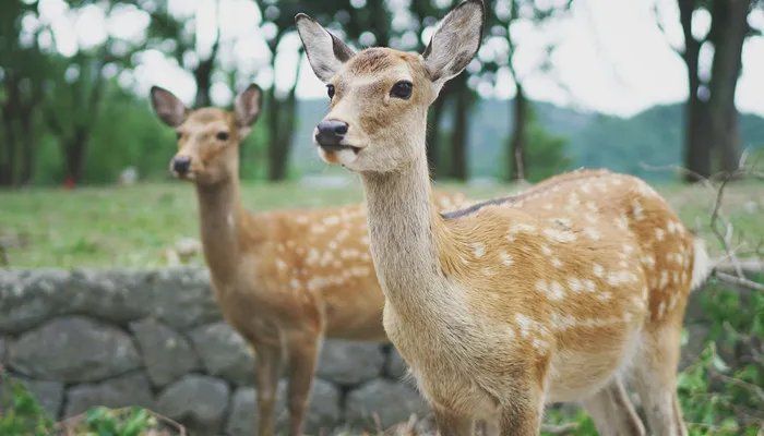 达尔文发明了什么