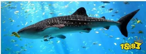 目前世界上    的鱼类是什么? 鲸鲨 锦鲤