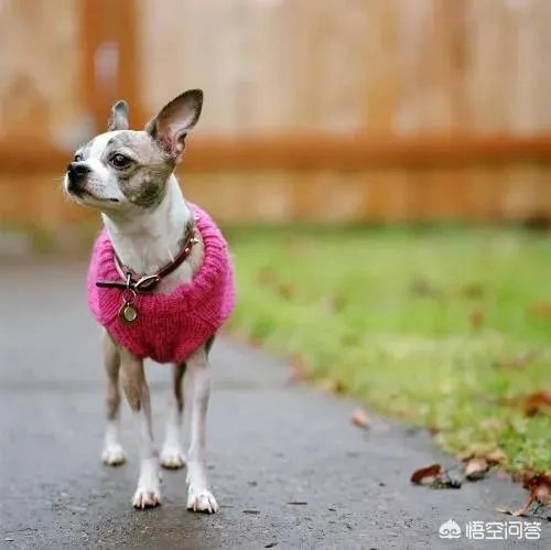 老人给鸡织毛衣保暖，有哪些适合宠物的搭配？