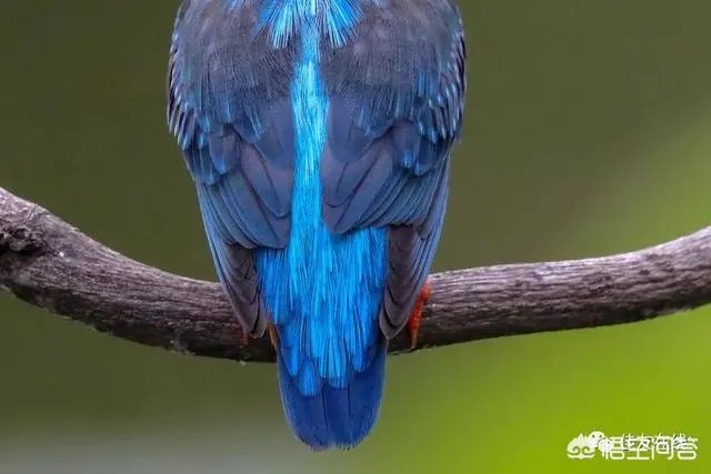 折耳鱼不呼吸在线观看免费