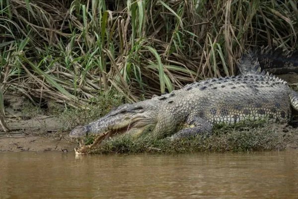 河马和鳄鱼哪个厉害？