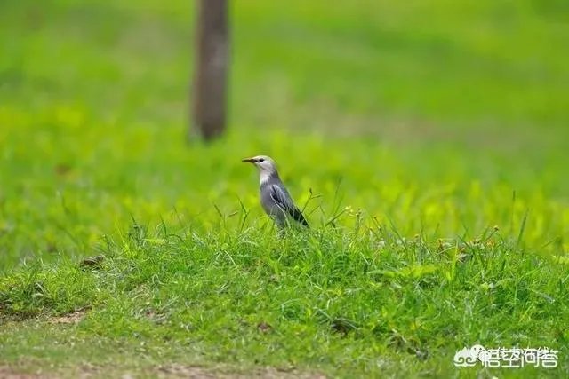 折耳鱼不呼吸在线观看免费