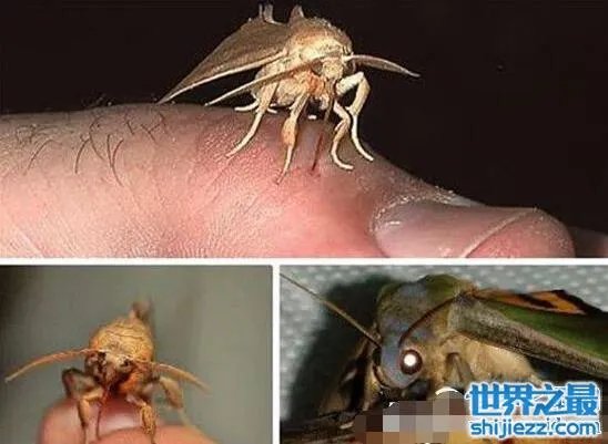 世界十大吸血鬼生物，北极七鳃鳗是最古老的吸血鬼 