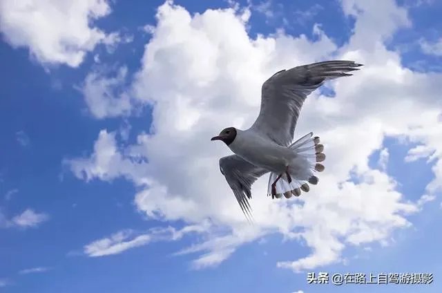 折耳鱼不呼吸在线观看免费