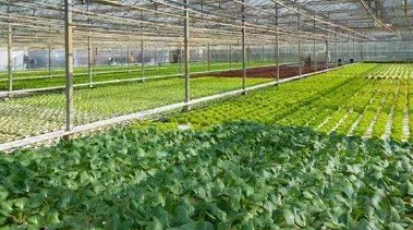 绿色有机农业发展前景如何？投资得注意哪几个问题？