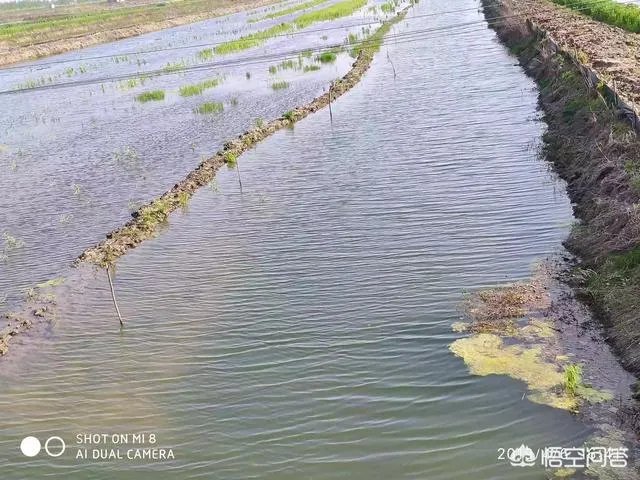 六月份和七月份哪个月龙虾苗便宜点？也更适合投苗。谢谢？