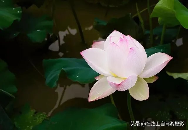 折耳鱼不呼吸在线观看免费