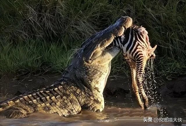 科莫多巨蜥与非洲鳄哪个更厉害？