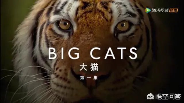 BBC大猫哪里可以看?