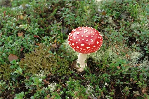 昆明一办公室内长出巨大蘑菇！具体是什么品种？能吃吗？