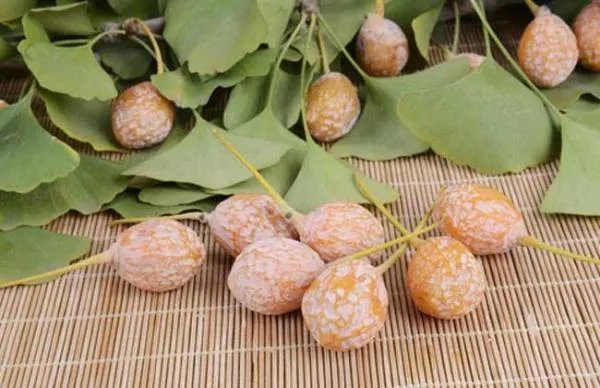 银杏树果可以种吗