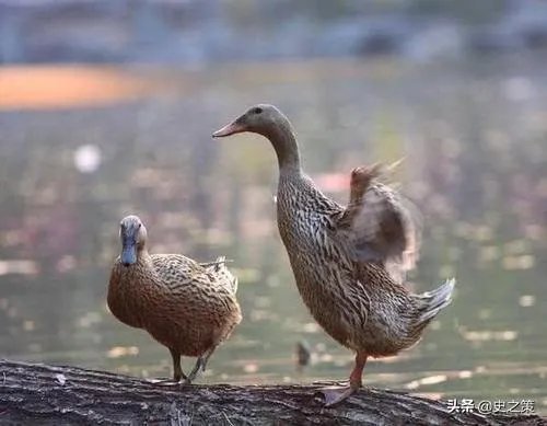 巴基斯坦蝗灾怎么样了？最近怎么感觉没人提及？