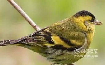 黄雀的饲养方法