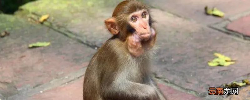 油嘴滑舌打一正确生肖