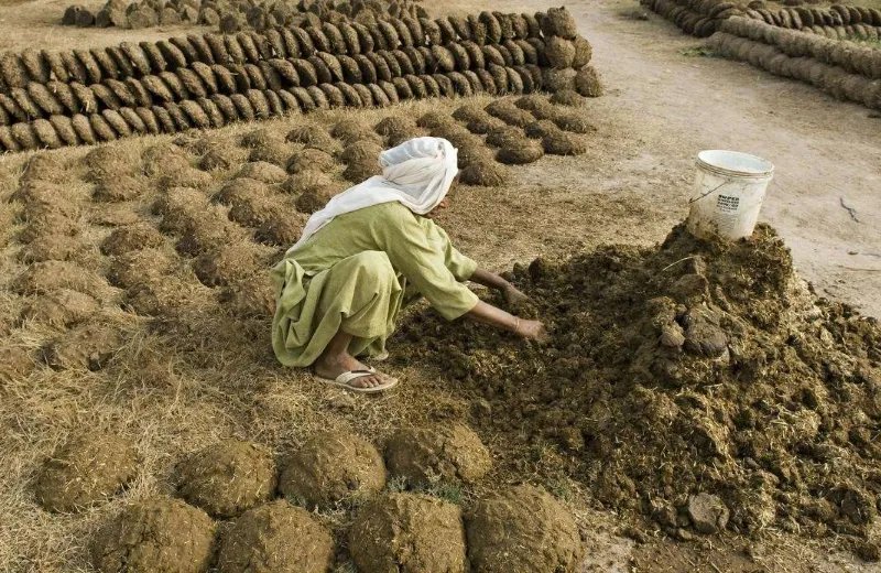 用牛粪牛尿等研发药物，印度是不是极度缺乏药材？