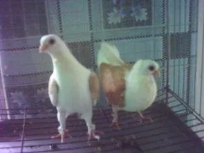 老北京人养信鸽是什么情况？