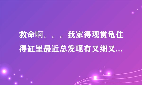 救命啊。。。我家得观赏龟住得缸里最近总发现有又细又小得虫子。。