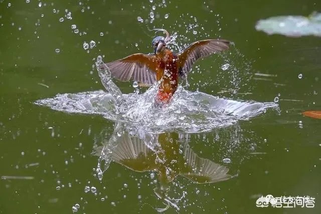 折耳鱼不呼吸在线观看免费
