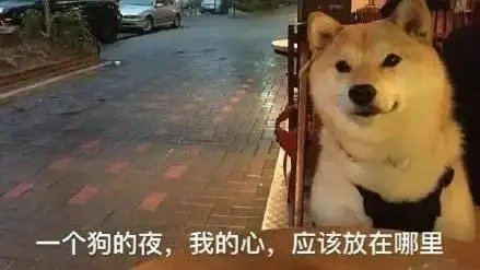 520单身狗图片大全2022 单身狗搞笑图片分享