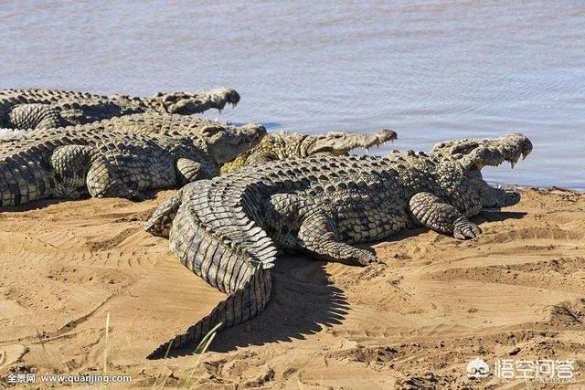 科莫多巨蜥与非洲鳄哪个更厉害？