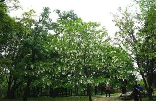 植物活化石有哪些