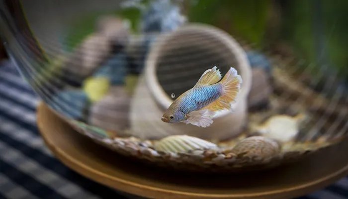 公孙仪相鲁而嗜鱼文言文翻译