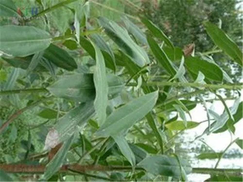 珍稀树种有哪些 国内珍贵树种排名