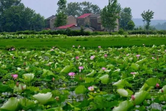 深处种菱浅种稻 不深不浅种荷花什么意思