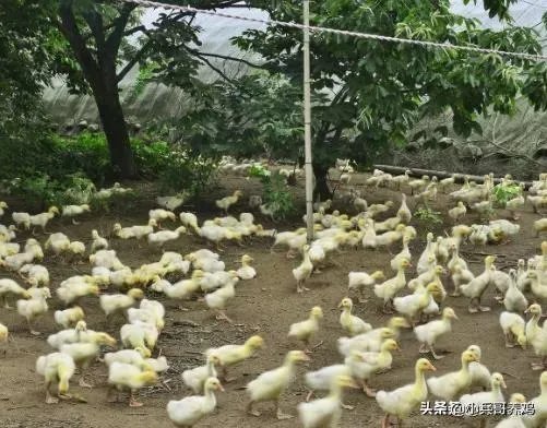 我想在农村养鸭子，能挣钱吗，有哪些经验分享吗？