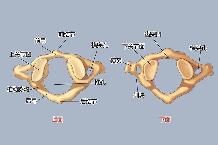人体颈椎结构图