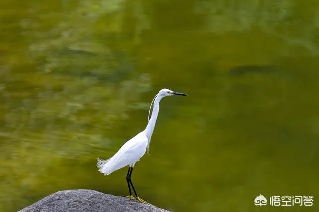 折耳鱼不呼吸在线观看免费
