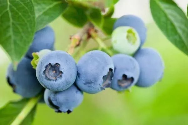 黑珍珠蓝莓好吃吗？