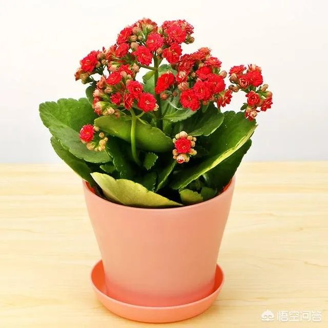 为什么有心栽花花就不活？