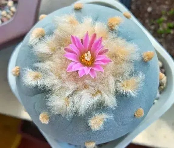 十大最贵的多肉有哪些？