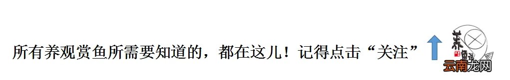 冷水观赏鱼图片大全图 冷水鱼有哪些品种