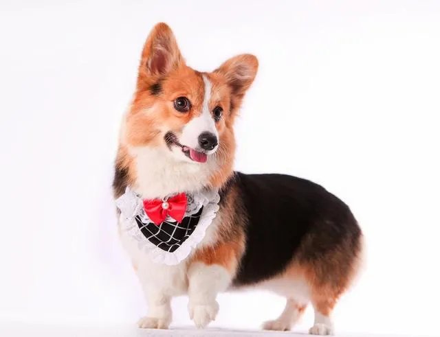 茶杯犬的寿命多长？