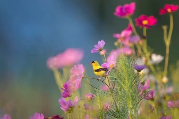 钢琴家傅聪确诊新冠，面对新冠，我们应该一直保持什么态度？