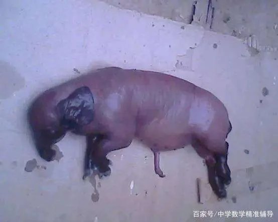 农村经常说“牛生麒麟猪生象”，到底是怎么回事？