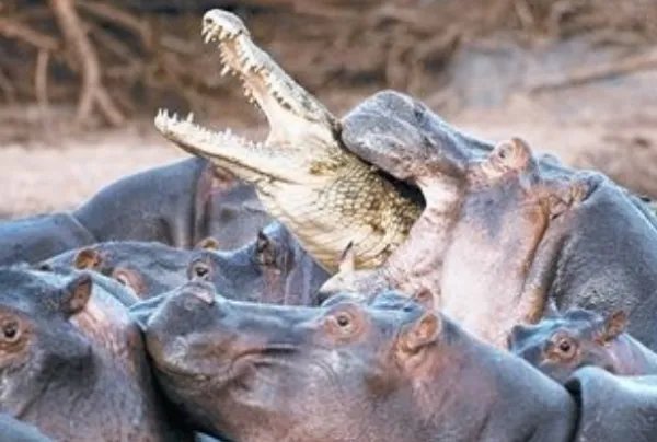 河马和鳄鱼哪个厉害？