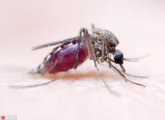 蚊子更喜欢叮咬哪类人?