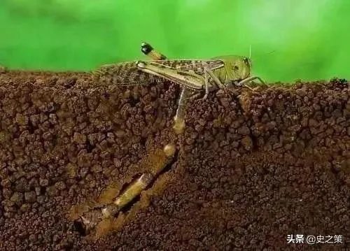 巴基斯坦蝗灾怎么样了？最近怎么感觉没人提及？