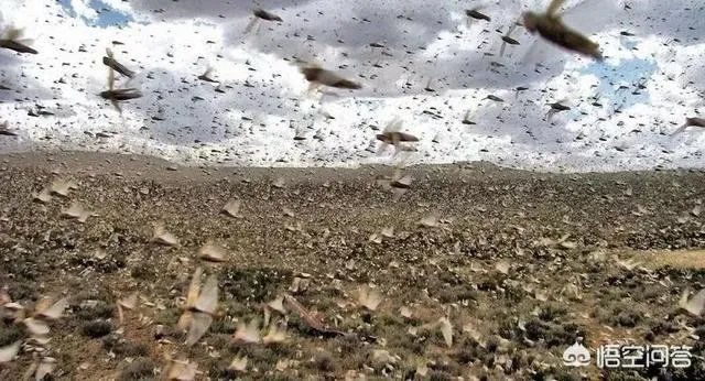 非洲蝗虫成灾，已影响印度和巴基斯坦，会传入中国吗？