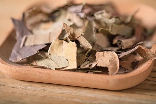 柿子叶的功效与作用