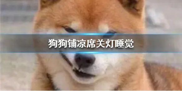 狗狗铺凉席关灯睡觉 狗狗铺凉席关灯睡觉视频