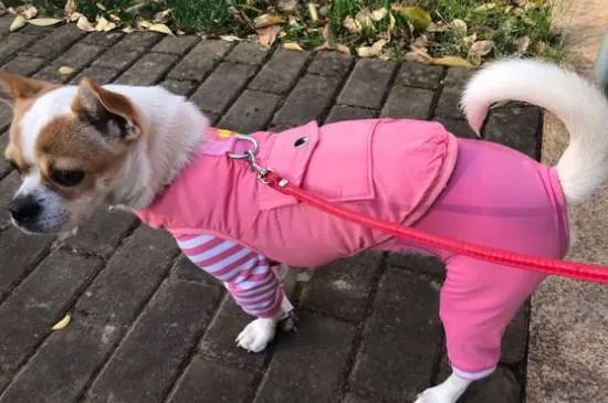 狗狗割声带好还是不割好，声带切除后有后遗症吗