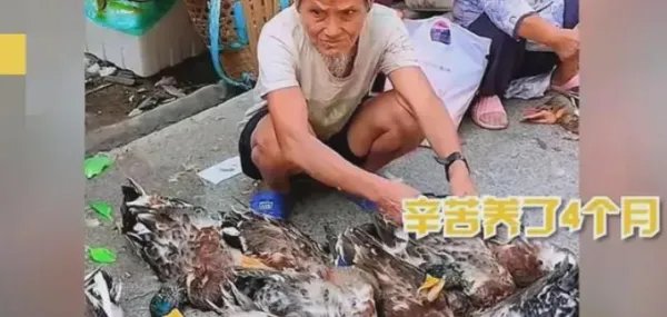 老人赶集卖的鸭被闷死，路人纷纷买下！这些被闷死的鸭子能吃吗？