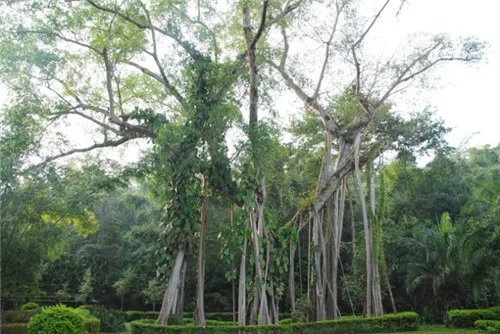 珍稀树种有哪些 国内珍贵树种排名